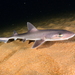 Dusky Smooth-Hound - Photo (c) xavi salvador costa, some rights reserved (CC BY-NC), uploaded by xavi salvador costa