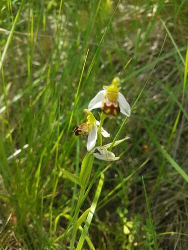 Bee Orchid - Photo (c) mestralet, some rights reserved (CC BY-NC)