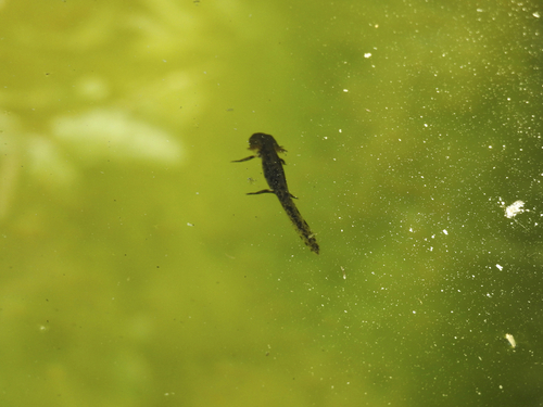 Eastern Red-backed Salamander - Photo (c) mestralet, some rights reserved (CC BY-NC)
