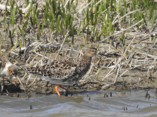 Ruff - Photo (c) mestralet, some rights reserved (CC BY-NC)