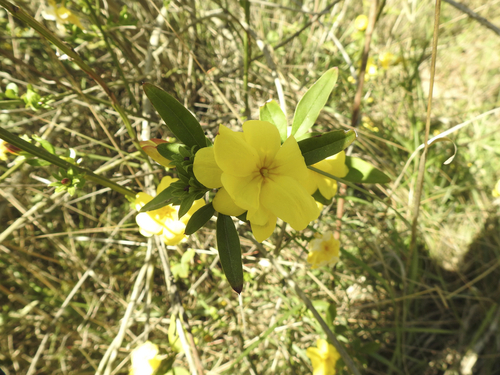 Jasmine - Photo (c) mestralet, some rights reserved (CC BY-NC)