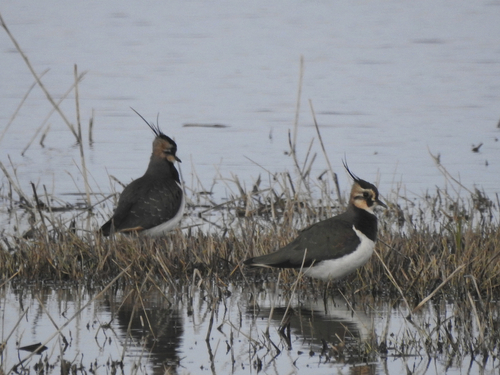 Northern Lapwing - Photo (c) mestralet, some rights reserved (CC BY-NC)