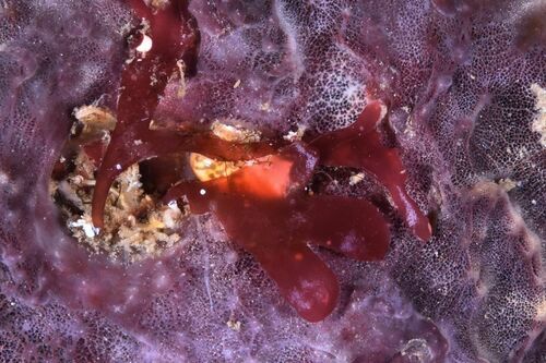 Gibberula - Photo (c) xavi salvador costa, some rights reserved (CC BY-NC)