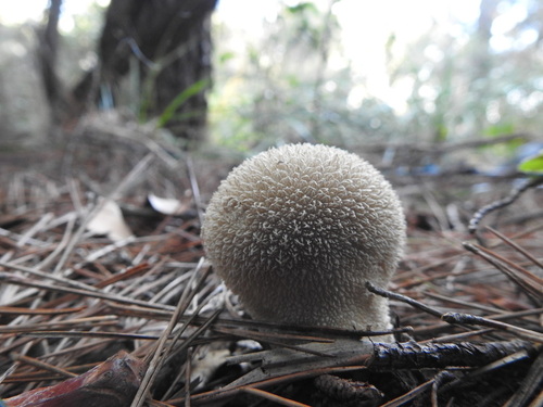 Lycoperdon - Photo (c) mestralet, some rights reserved (CC BY-NC)