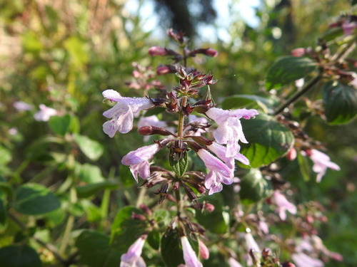 Satureja calamintha - Photo (c) mestralet, some rights reserved (CC BY-NC)