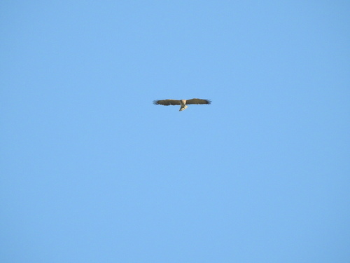 Short-toed Snake-Eagle - Photo (c) mestralet, some rights reserved (CC BY-NC)