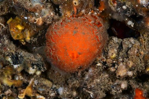 Golf Ball Sponge - Photo (c) xavi salvador costa, some rights reserved (CC BY-NC)