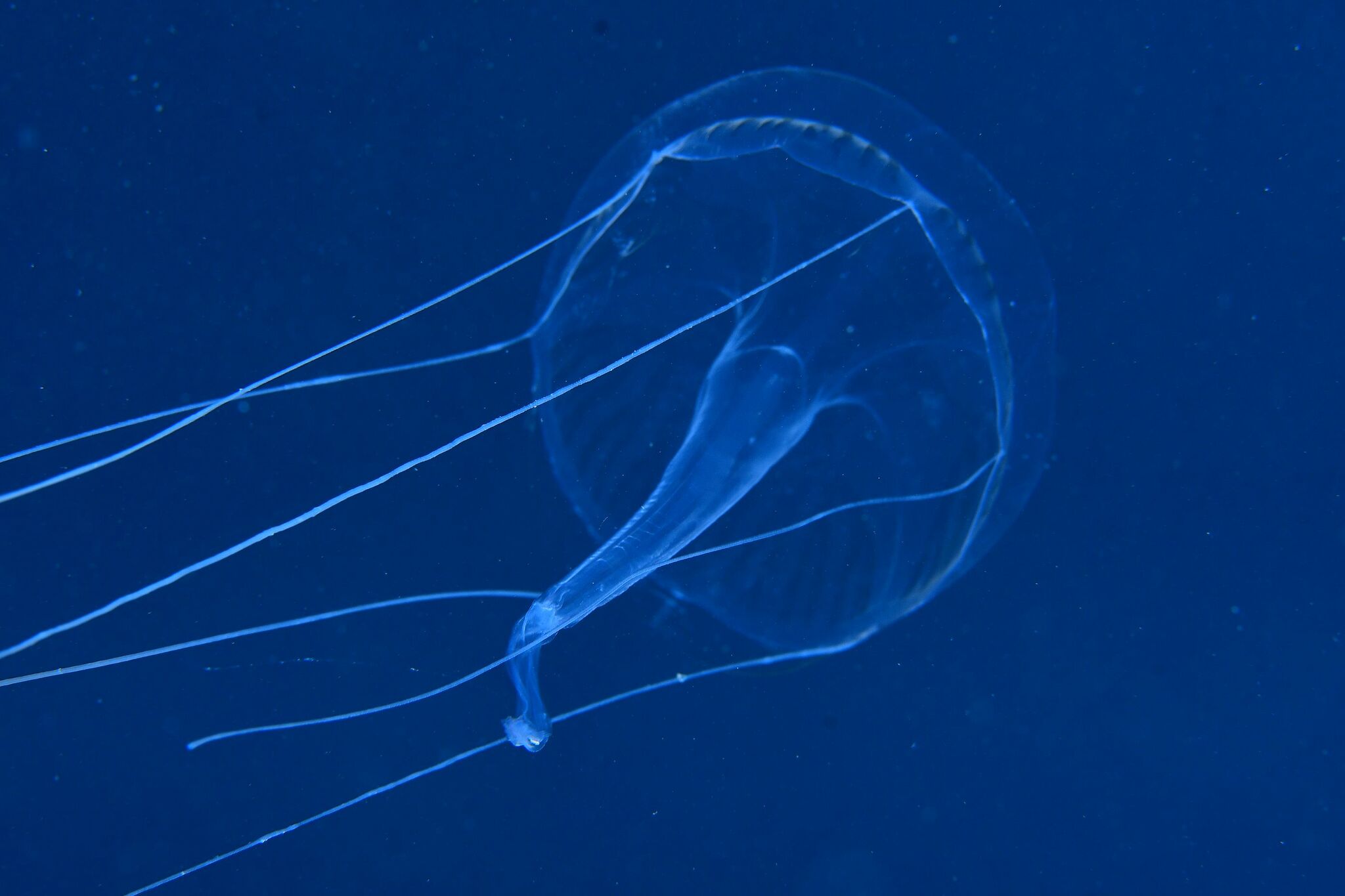 Geryonia proboscidalis (Forsskål, 1775)