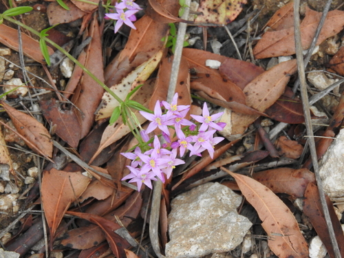 Common Centaury - Photo (c) mestralet, some rights reserved (CC BY-NC)