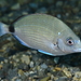 White Seabream - Photo (c) Giuseppe Pagliuso, some rights reserved (CC BY), uploaded by Giuseppe Pagliuso