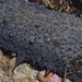 Holothuria mammata - Photo (c) xavi salvador costa, some rights reserved (CC BY-NC), uploaded by xavi salvador costa