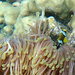 Amphiprion chrysogaster - Photo (c) Juanvi, some rights reserved (CC BY), uploaded by Juanvi