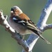 Common Chaffinch - Photo (c) Vicenç Roig Vidal, some rights reserved (CC BY-NC), uploaded by Vicenç Roig Vidal