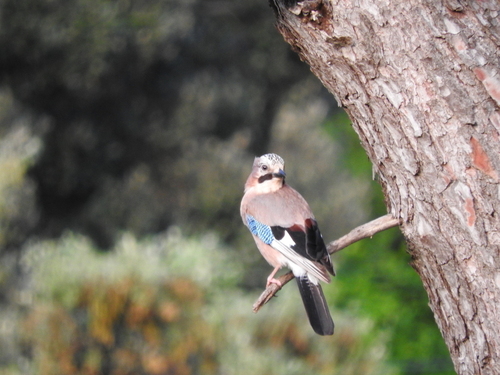 Eurasian Jay - Photo (c) mestralet, some rights reserved (CC BY-NC)