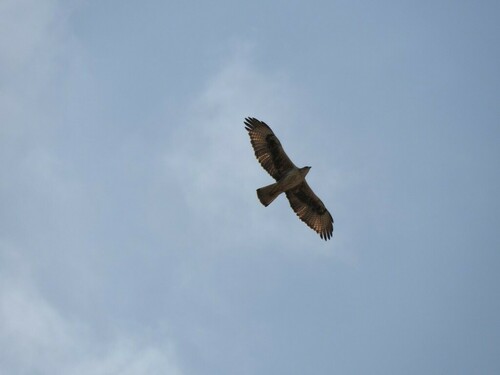 Bonelli's Eagle - Photo (c) mestralet, some rights reserved (CC BY-NC)