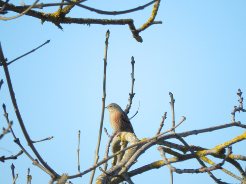 Alpine Accentor - Photo (c) mestralet, some rights reserved (CC BY-NC)
