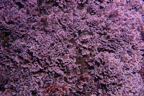 Red Algae - Photo (c) oriol_d, all rights reserved