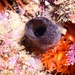 Phallusia fumigata - Photo (c) xavi salvador costa, some rights reserved (CC BY-NC), uploaded by xavi salvador costa