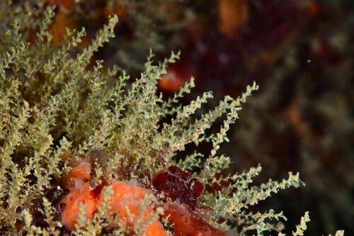 Sertularella mediterranea - Photo (c) xavi salvador costa, some rights reserved (CC BY-NC)