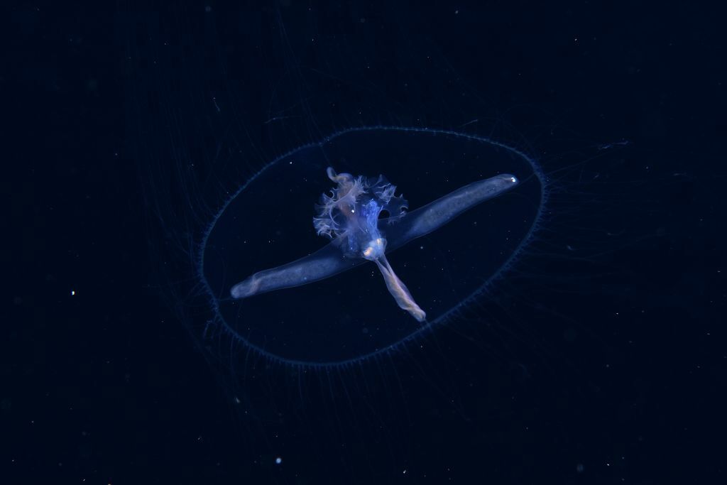 Blackfordia virginica Mayer, 1910