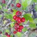 Crataegus rhipidophylla - Photo (c) Λαγογιάννης Ανδρέας, some rights reserved (CC BY), uploaded by Λαγογιάννης Ανδρέας