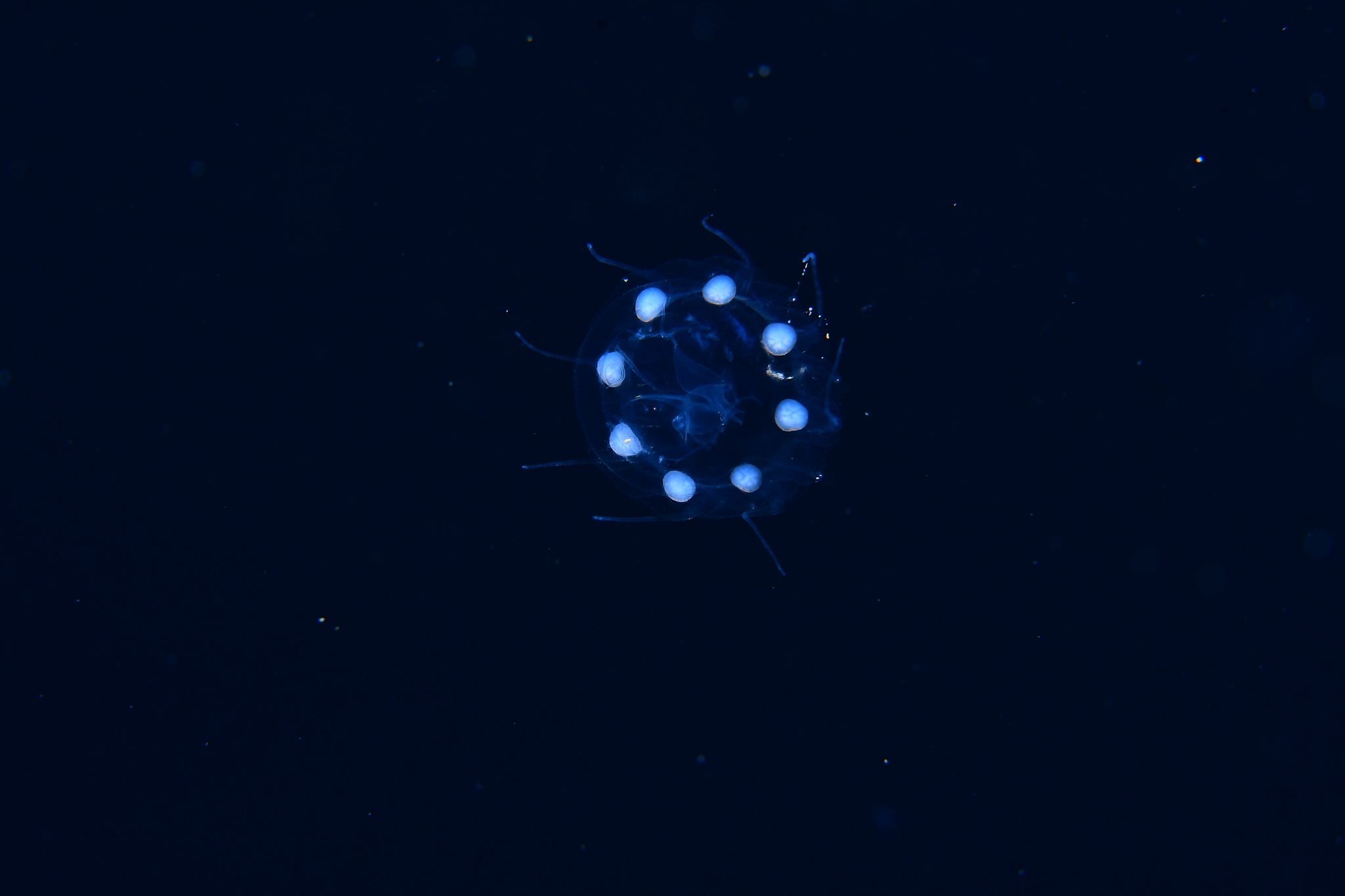 Cunina globosa Eschscholtz, 1829