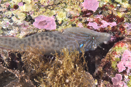 Shore Clingfish - Photo (c) xavi salvador costa, some rights reserved (CC BY-NC)