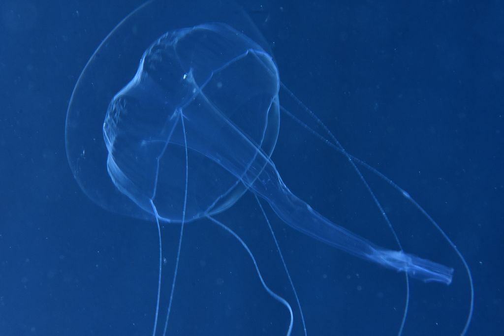 Geryonia proboscidalis (Forsskål, 1775)