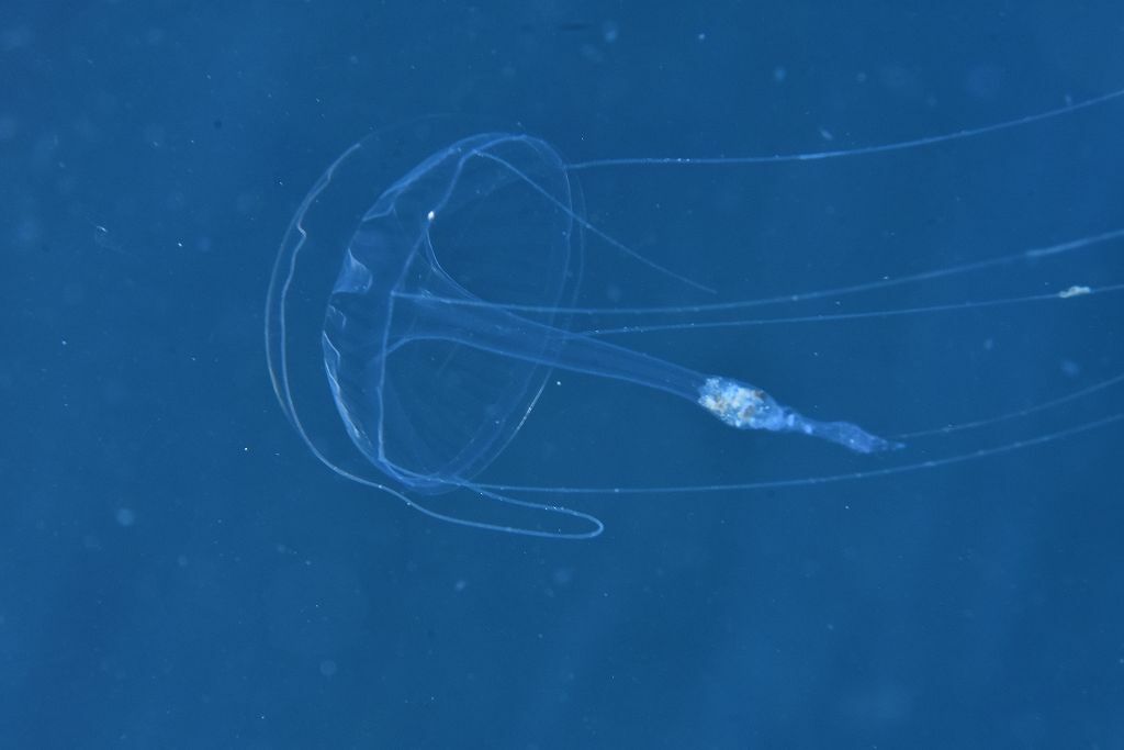 Geryonia proboscidalis (Forsskål, 1775)
