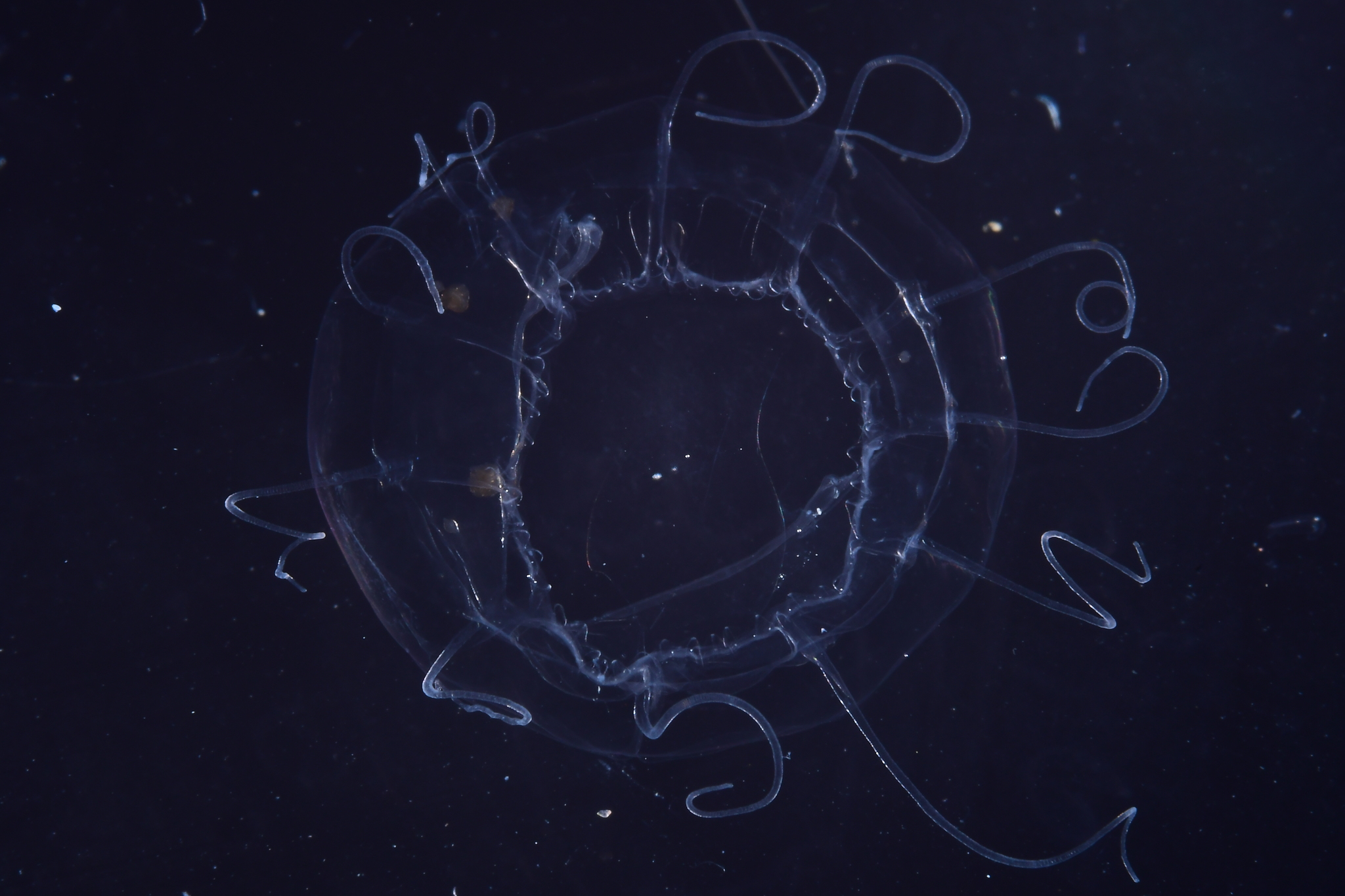 Solmissus Haeckel, 1879