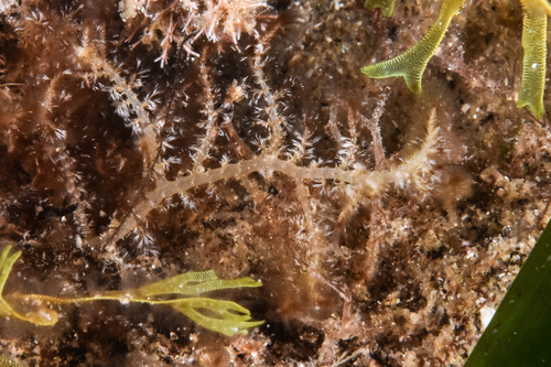 Ceramiaceae - Photo (c) xavi salvador costa, some rights reserved (CC BY-NC)