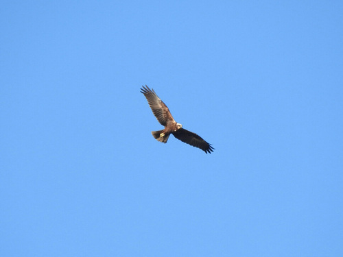 Western Marsh Harrier - Photo (c) mestralet, some rights reserved (CC BY-NC)