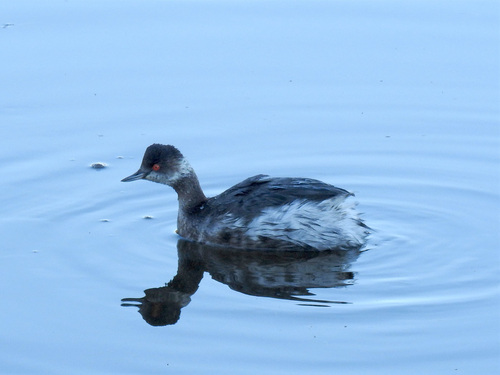 Black-necked Grebe - Photo (c) mestralet, some rights reserved (CC BY-NC)