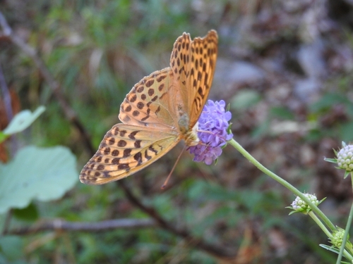 Silver-washed Fritillary - Photo (c) mestralet, some rights reserved (CC BY-NC)