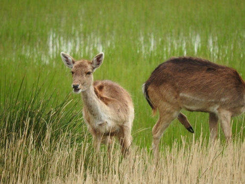 White-tailed Deer - Photo (c) mestralet, some rights reserved (CC BY-NC)