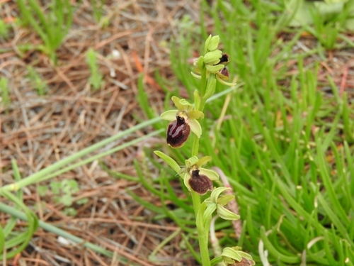 Early Spider-Orchid - Photo (c) mestralet, some rights reserved (CC BY-NC)