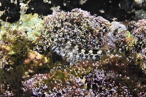 Montagu's Blenny - Photo (c) xavi salvador costa, some rights reserved (CC BY-NC)