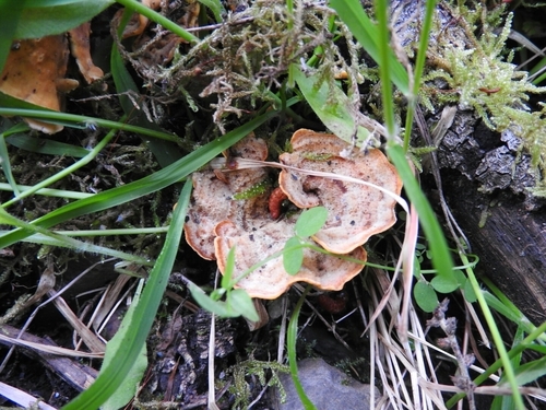 Hairy Curtain Crust - Photo (c) mestralet, some rights reserved (CC BY-NC)