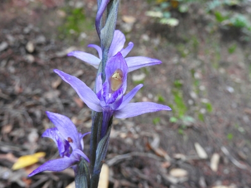 Violet Bird's-Nest - Photo (c) mestralet, some rights reserved (CC BY-NC)