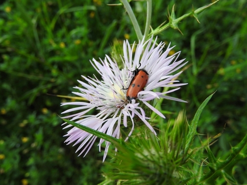 Four-spotted Blisterbeetle - Photo (c) mestralet, some rights reserved (CC BY-NC)