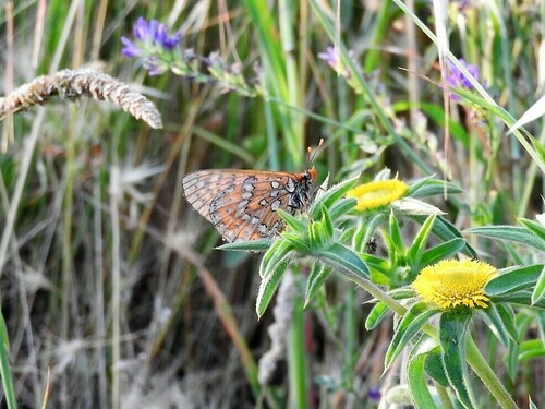 Marsh Fritillary - Photo (c) mestralet, some rights reserved (CC BY-NC)