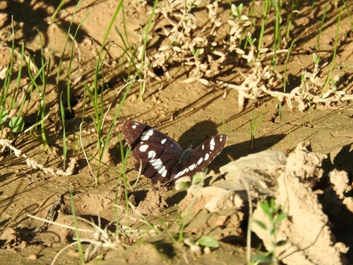 Southern White Admiral - Photo (c) mestralet, some rights reserved (CC BY-NC)