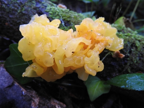 Jelly Fungus - Photo (c) mestralet, some rights reserved (CC BY-NC)
