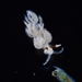 White Aeolis - Photo (c) xavi salvador costa, some rights reserved (CC BY-NC), uploaded by xavi salvador costa
