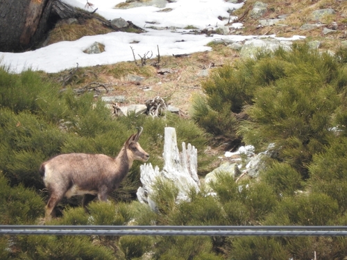 Pyrenean Chamois - Photo (c) mestralet, some rights reserved (CC BY-NC)