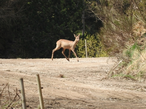 Western Roe Deer - Photo (c) mestralet, some rights reserved (CC BY-NC)