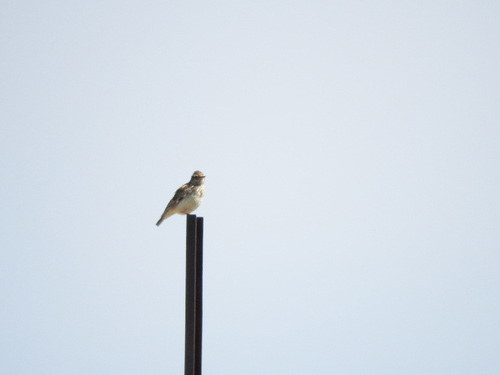 Woodlark - Photo (c) mestralet, some rights reserved (CC BY-NC)