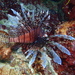 Lion Fish - Photo (c) Edu Alcaniz, some rights reserved (CC BY-NC-SA), uploaded by Edu Alcaniz
