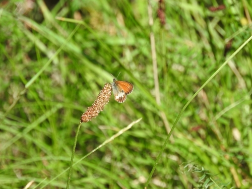 Pearly Heath - Photo (c) mestralet, some rights reserved (CC BY-NC)
