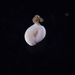 Foraminifers - Photo (c) xavi salvador costa, some rights reserved (CC BY-NC), uploaded by xavi salvador costa